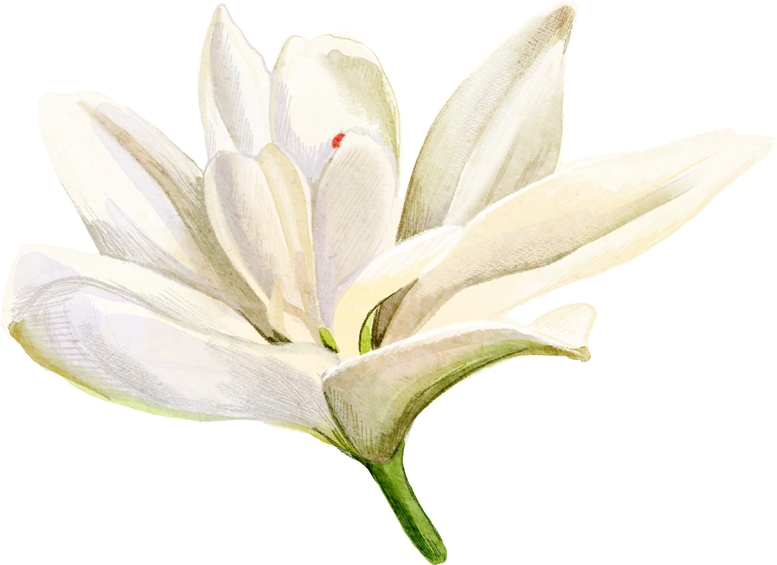 While Lily Flower